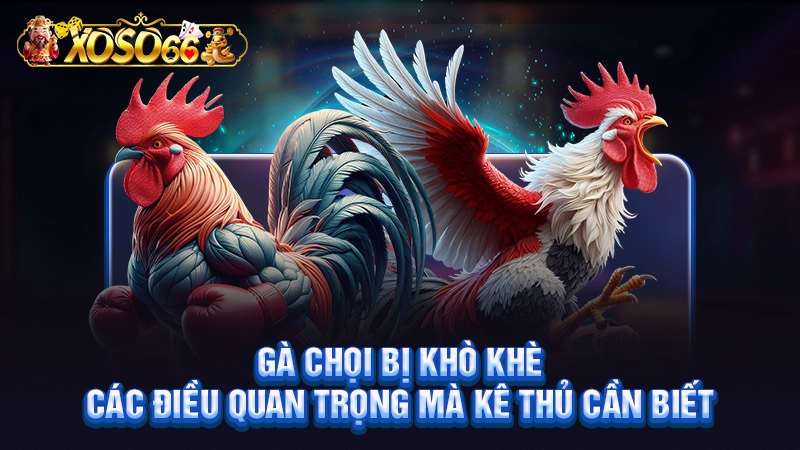 Gà Chọi Bị Khò Khè - Các Điều Quan Trọng Mà Kê Thủ Cần Biết