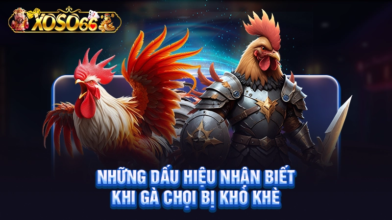 Những dấu hiệu nhận biết khi gà chọi bị khò khè