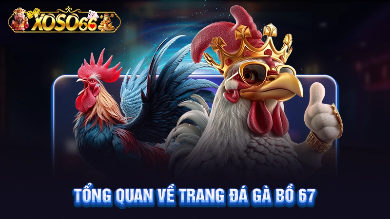 Tổng quan về trang đá gà bồ 67