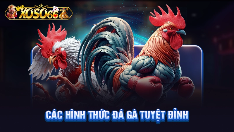 Các hình thức đá gà tuyệt đỉnh 