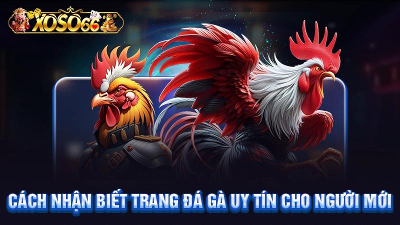 Cách nhận biết trang đá gà uy tín cho người mới