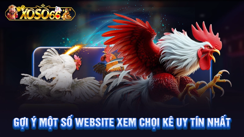 Gợi ý một số website xem chọi kê uy tín nhất