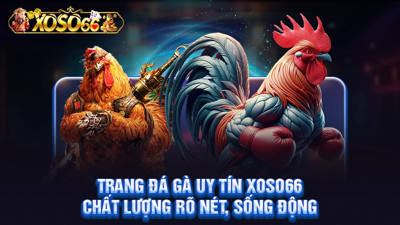 Trang Đá Gà Uy Tín Xoso66 - Chất Lượng Rõ Nét, Sống Động
